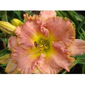 SPACECOAST STARBURST